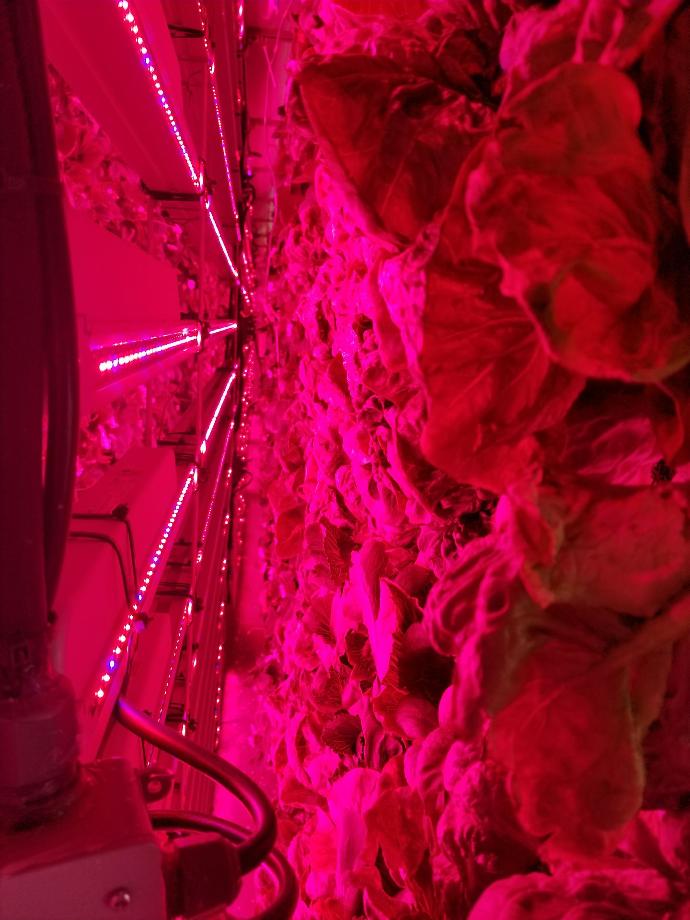 Vertical Farm Lighting and Environmental Control, Whittier, CA